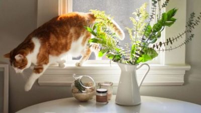 5 avantages du ronronnement d'un chat pour votre santé
