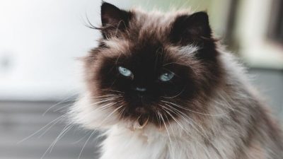 5 choses que votre chat déteste chez vous et que vous devriez changer immédiatement