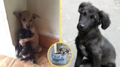5 photos de chiens errants adorables pour vous encourager à en adopter un !