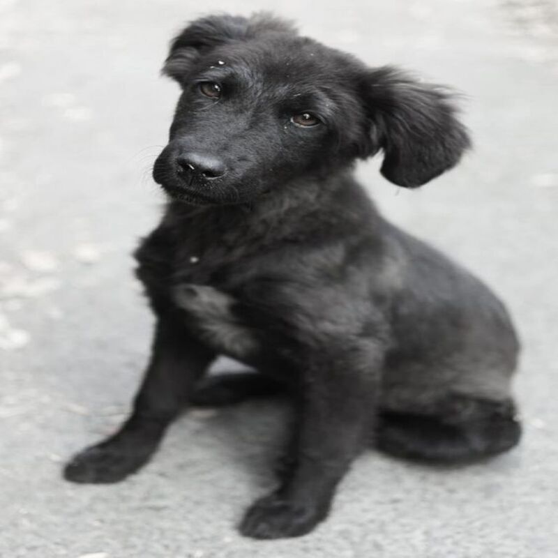 5 photos de chiens errants adorables pour vous encourager à en adopter un !