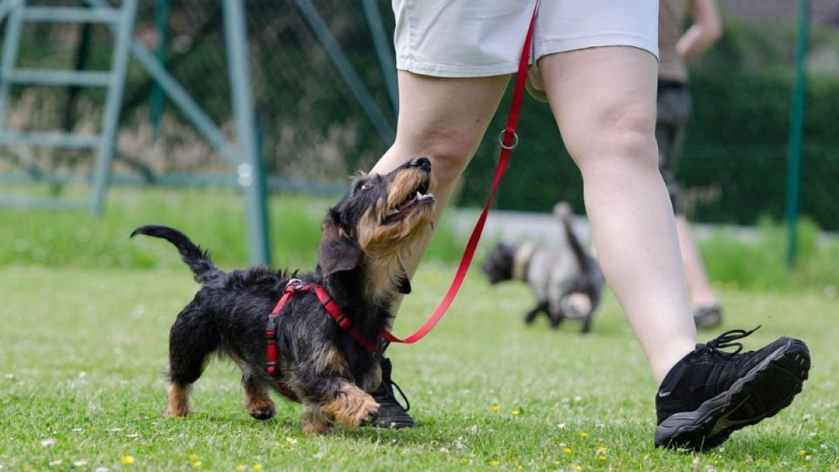 6 clés pour montrer à votre chien que vous êtes le chef