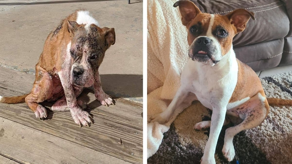 6 mois après son adoption, admirez la transformation incroyable de ce chien autrefois négligé !