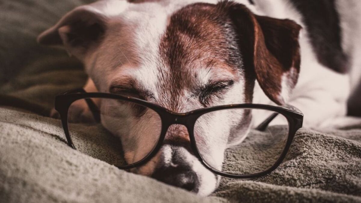 A partir de quel âge un chien estil considéré comme vieux