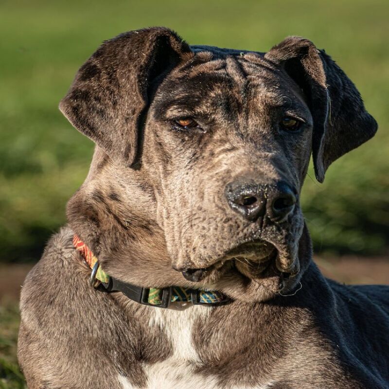 A partir de quel âge un chien estil considéré comme vieux