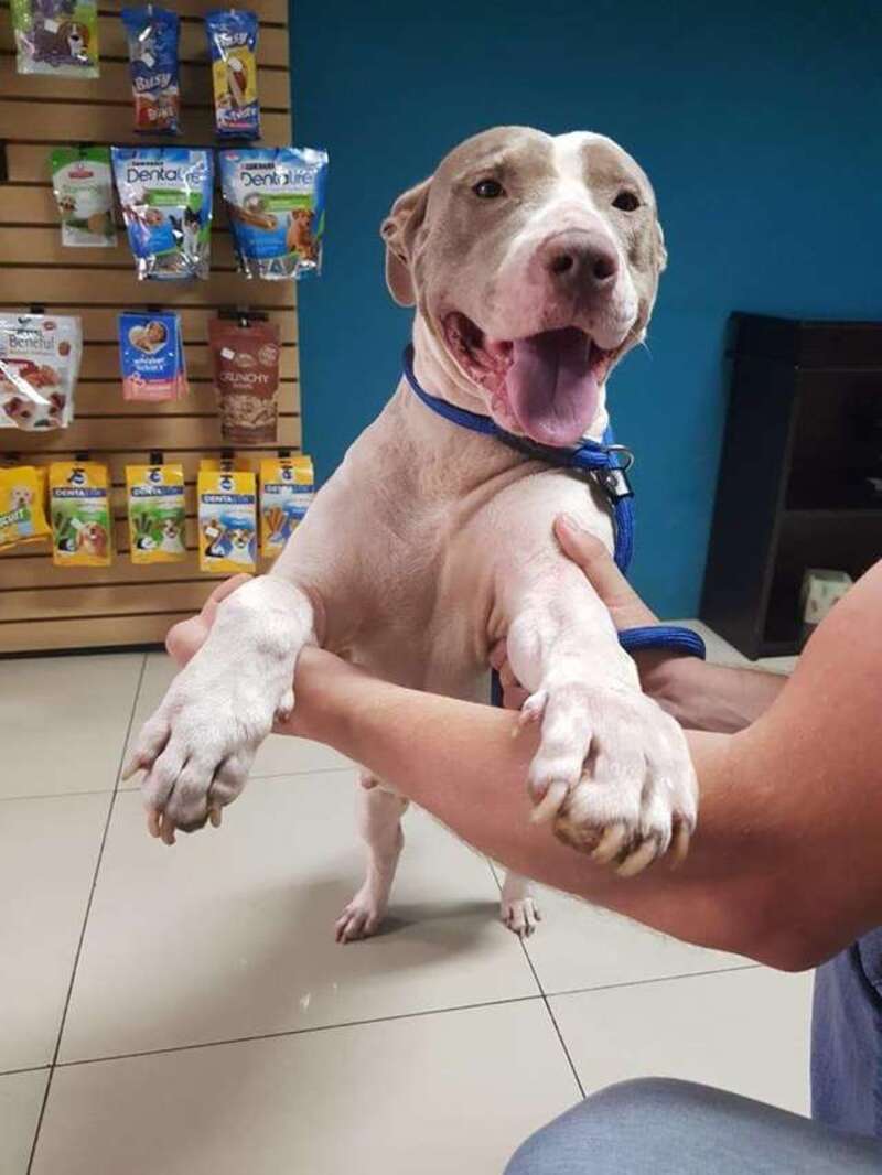 Abandonnée attachée à une chaîne trop courte, empoisonnée, cette chienne défie tous les pronostics