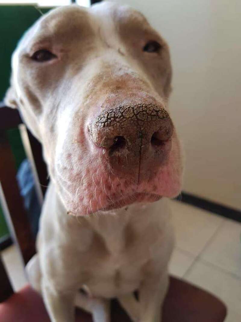 Abandonnée attachée à une chaîne trop courte, empoisonnée, cette chienne défie tous les pronostics