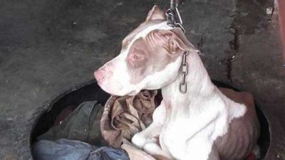 Abandonnée attachée à une chaîne trop courte, empoisonnée, cette chienne défie tous les pronostics