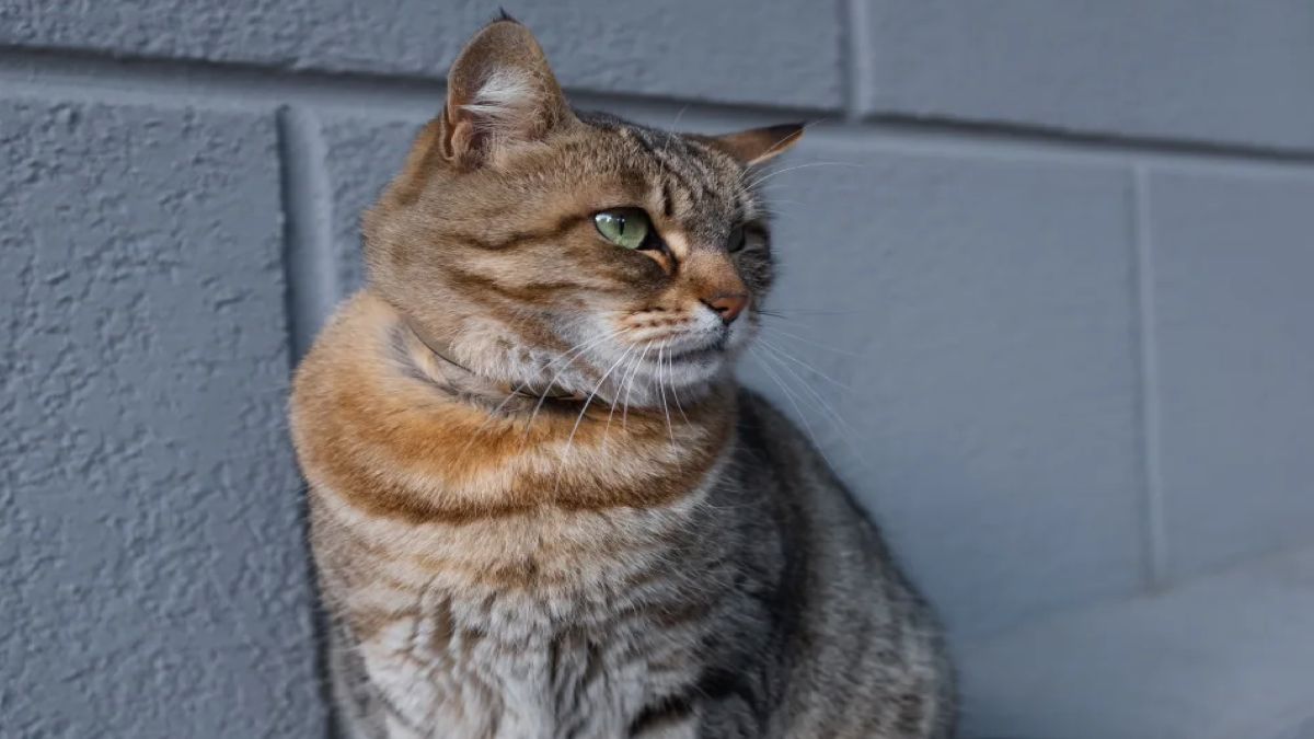 Alerte, cette terrible arnaque aux animaux perdus fait des ravages en France, soyez vigilant