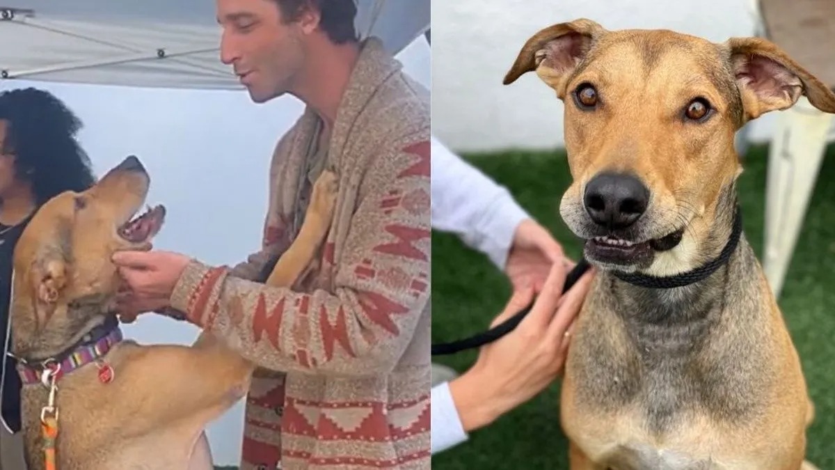 Après 500 jours dans un refuge, un chien ne peut contenir son bonheur d'être adopté