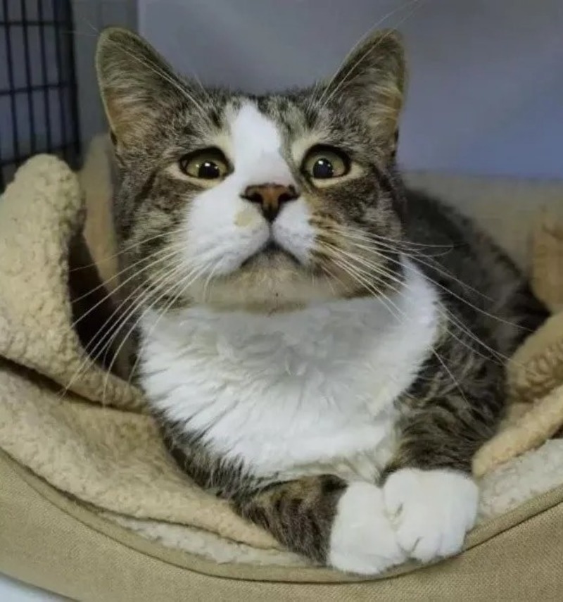 Après avoir perdu son maître, ce chat qui louche cherche une famille qui l'aimera tel qu'il est !