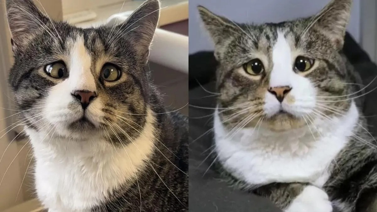 Après avoir perdu son maître, ce chat qui louche cherche une famille qui l'aimera tel qu'il est !