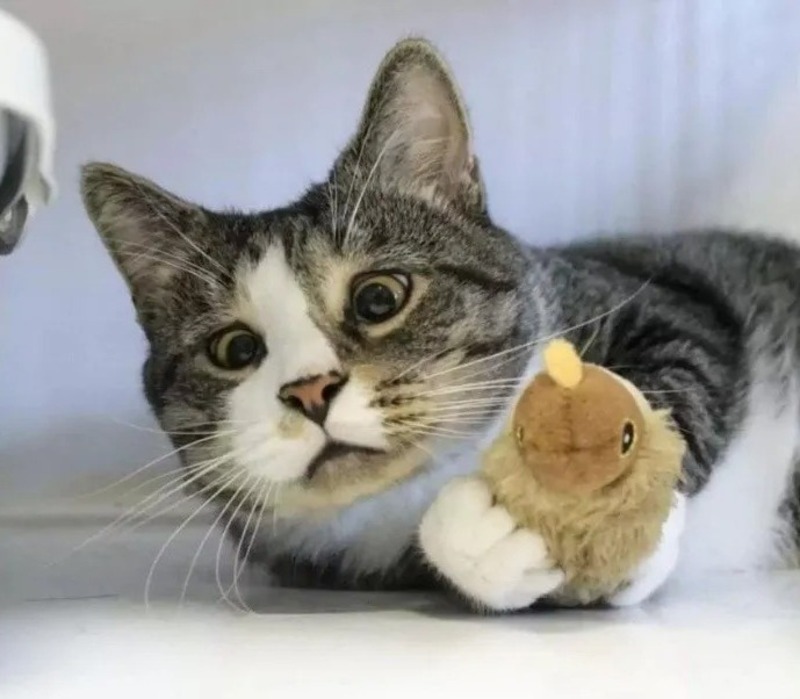 Après avoir perdu son maître, ce chat qui louche cherche une famille qui l'aimera tel qu'il est !