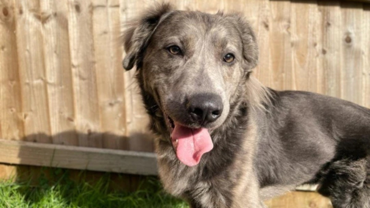 Après deux ans passés dans un refuge, ce chien sauvé d'une ferme a enfin une famille !