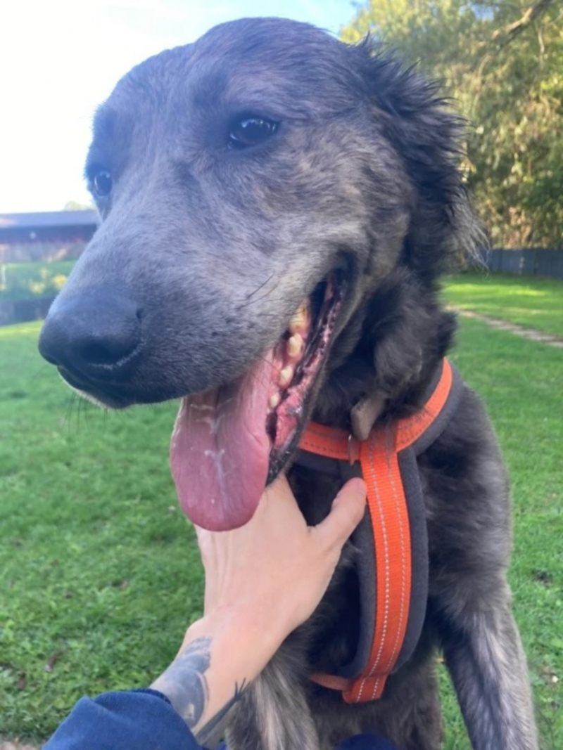 Après deux ans passés dans un refuge, ce chien sauvé d'une ferme a enfin une famille !