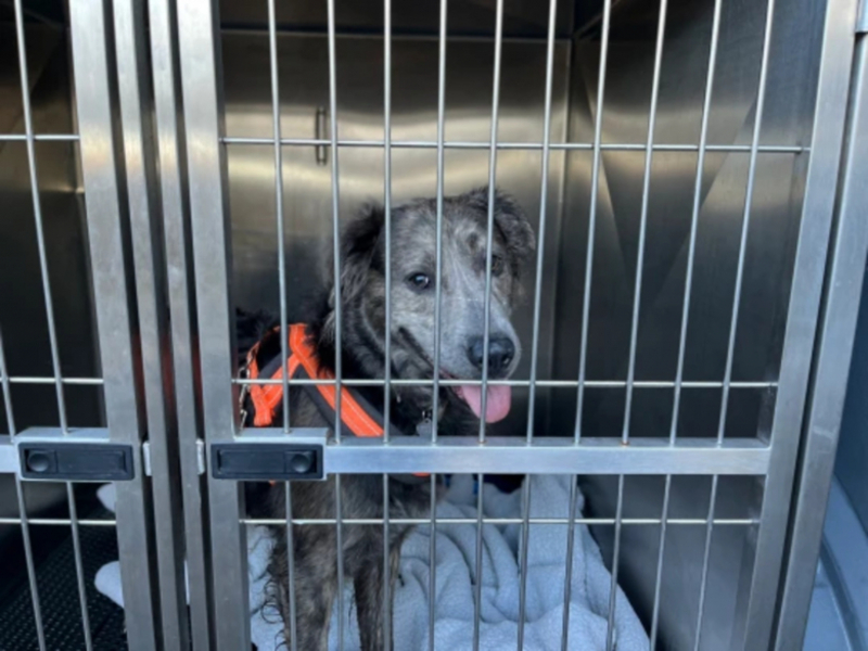 Après deux ans passés dans un refuge, ce chien sauvé d'une ferme a enfin une famille !