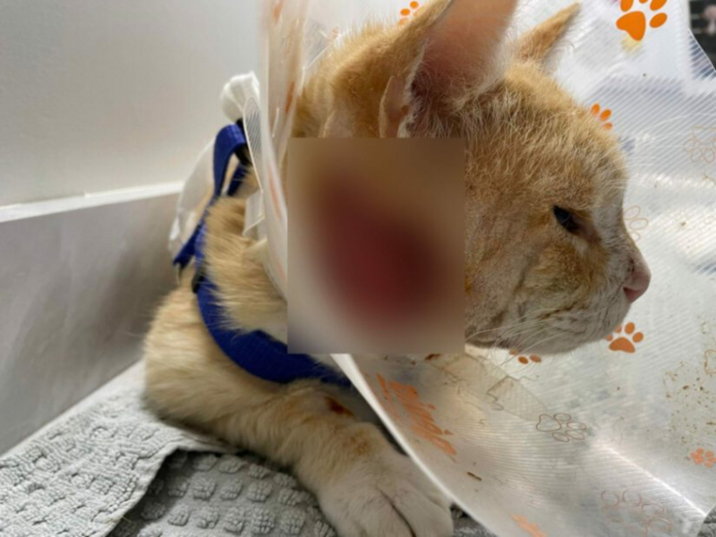 Après une semaine d’errance, un chat abandonné a été retrouvé avec une grave blessure au visage