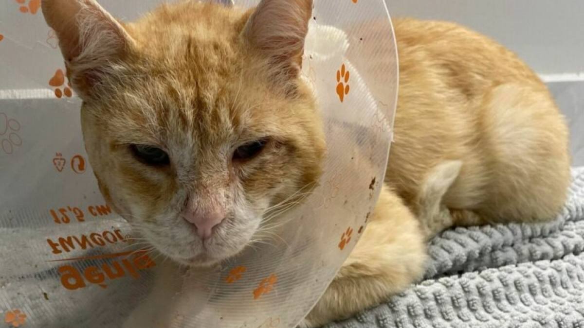 Après une semaine d’errance, un chat abandonné est retrouvé avec une grave blessure au visage