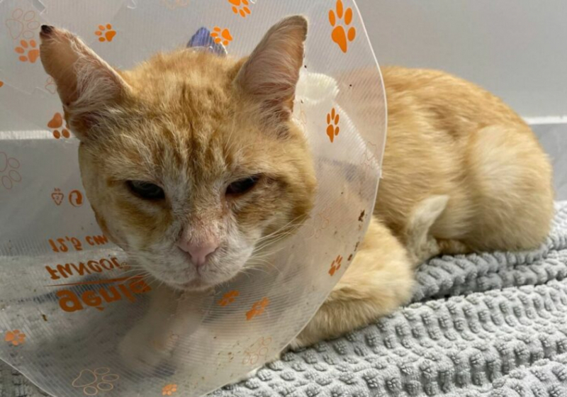 Après une semaine d’errance, un chat abandonné a été retrouvé avec une grave blessure au visage