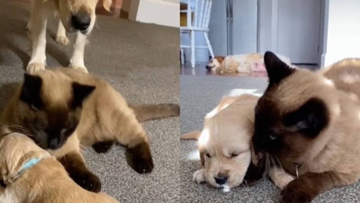 Ce chat console un chiot Golden Retriever en larmes : une scène bouleversante !