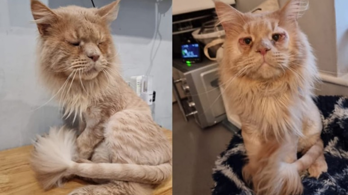 Ce chat négligé par ses propriétaires peut enfin voir le monde après une chirurgie des paupières