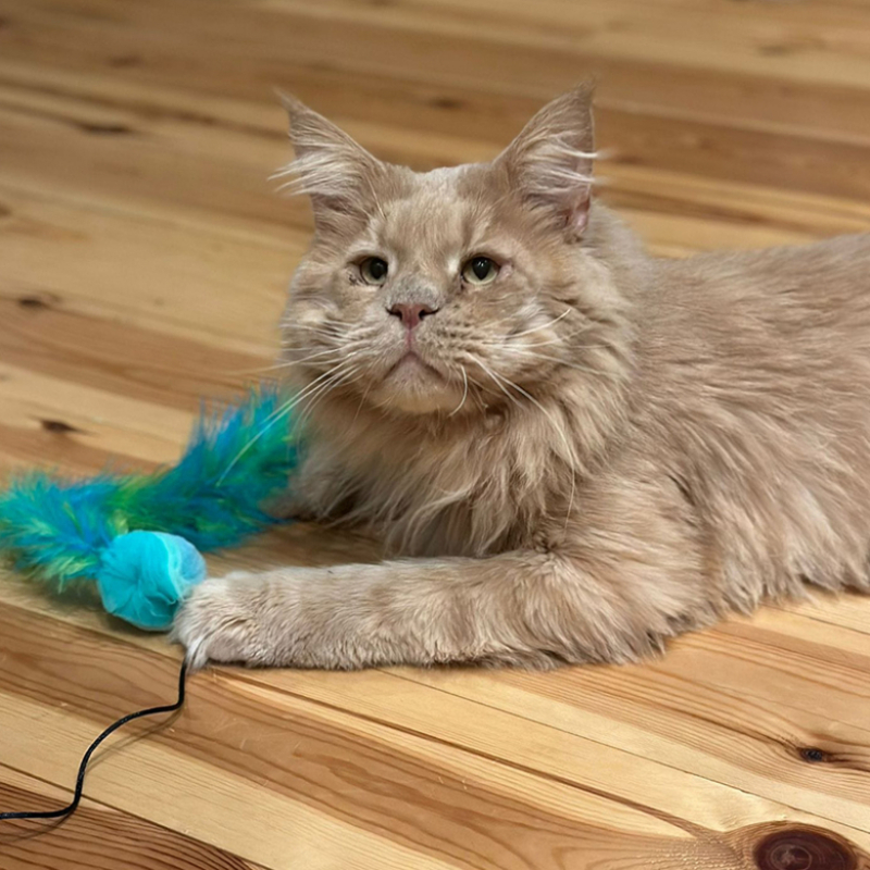 Ce chat négligé par ses propriétaires peut enfin voir le monde après une chirurgie des paupières