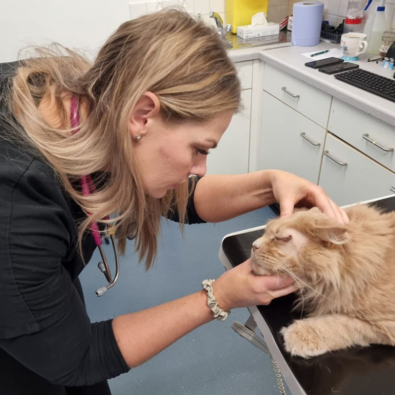 Ce chat négligé par ses propriétaires peut enfin voir le monde après une chirurgie des paupières