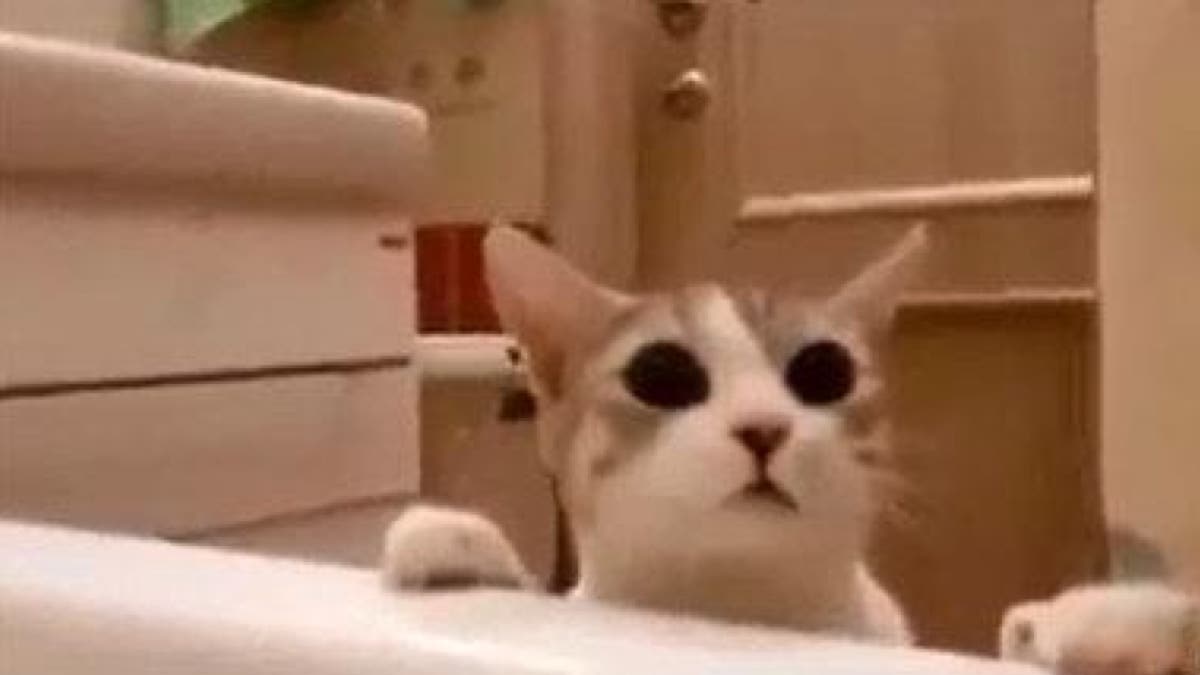 Ce chat pense que sa propriétaire est en train de se noyer dans son bain, il va la sauver !