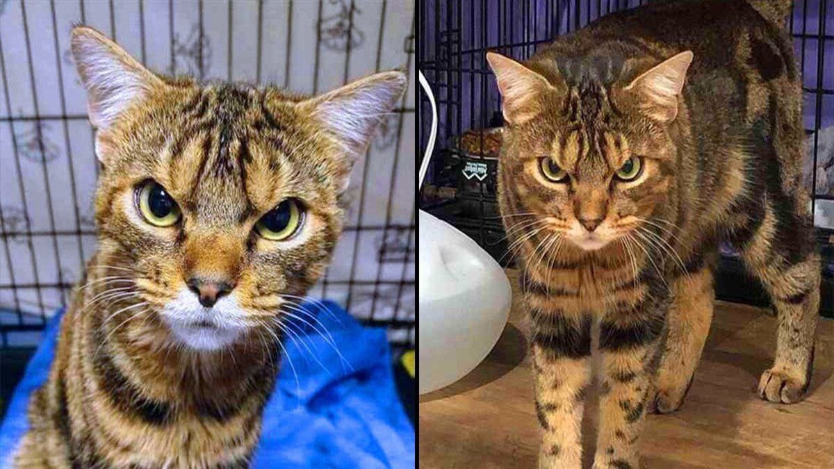 Ce chat qui semblait en colère contre tout le monde s'est avéré être le plus affectueux des chats, il voulait juste un foyer !