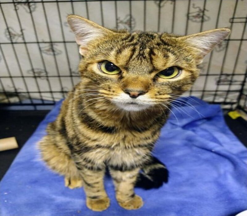 Ce chat qui semblait en colère contre tout le monde s'est avéré être le plus affectueux des chats, il voulait juste un foyer !