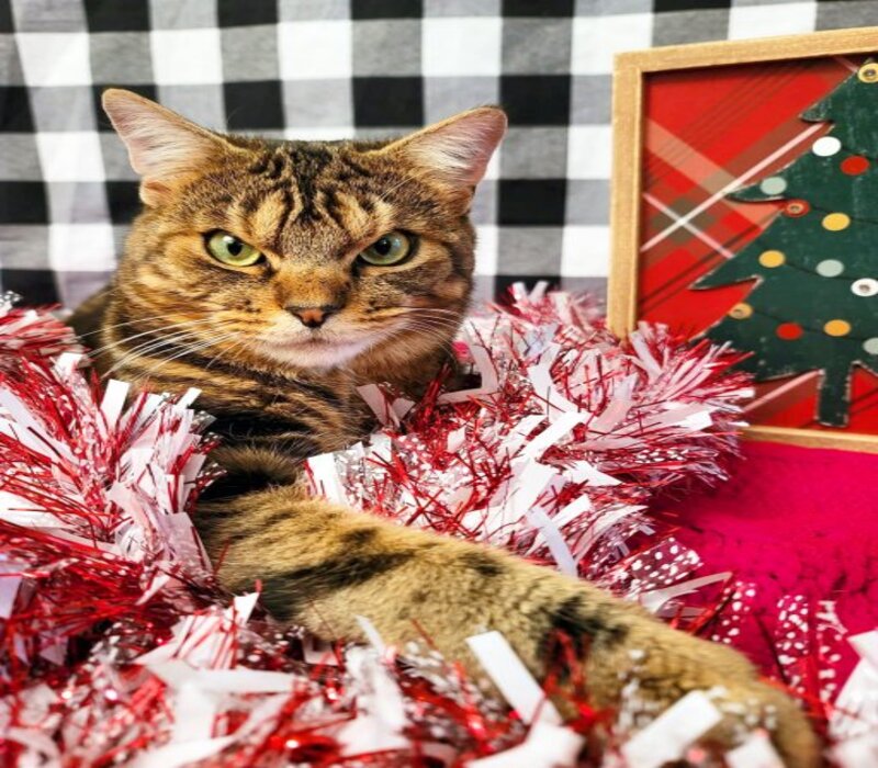 Ce chat qui semblait en colère contre tout le monde s'est avéré être le plus affectueux des chats, il voulait juste un foyer !