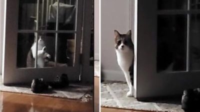 Ce chat supplie pour rentrer, sa réaction hilarante quand il comprend que la porte est ouverte
