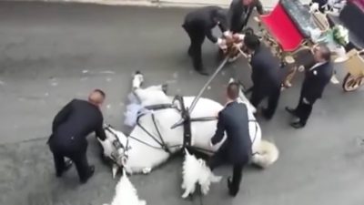 Ce cheval tire une calèche avec les mariés et s’effondre, la terrible raison