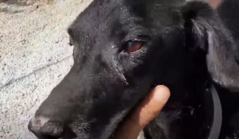 Ce chien a été maltraité toute sa vie, mais un miracle se produit, sa vie va changer pour toujours