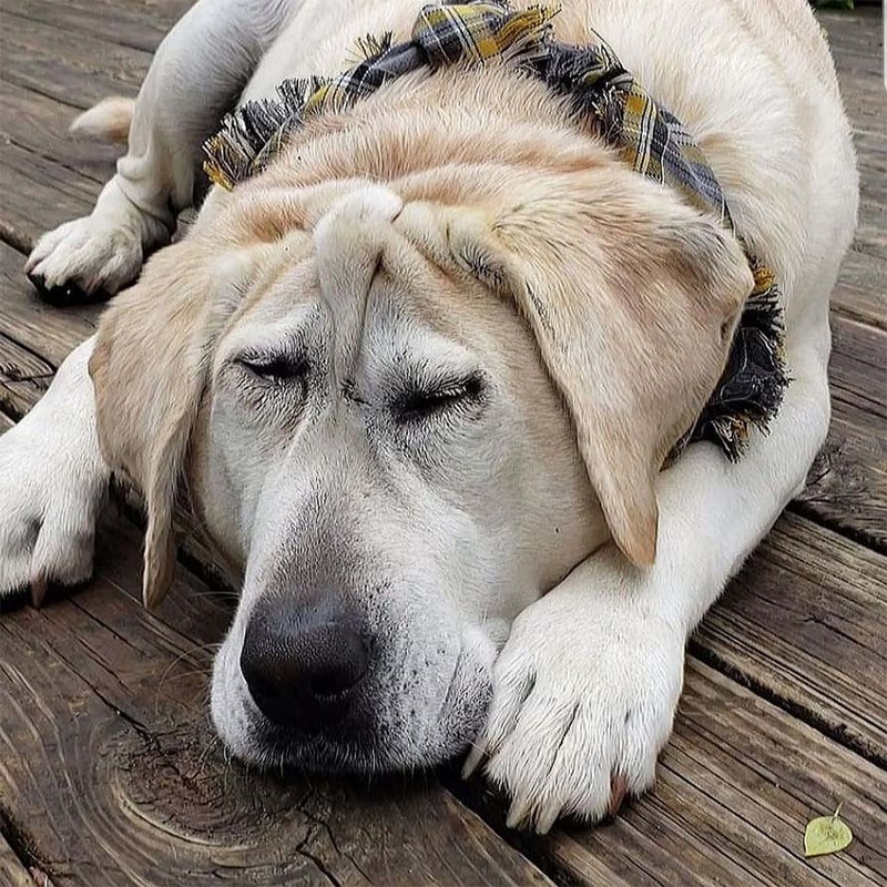 Ce chien a été rejeté à plusieurs reprises en raison de son apparence, jusqu'à ce qu'une femme l'adopte enfin !