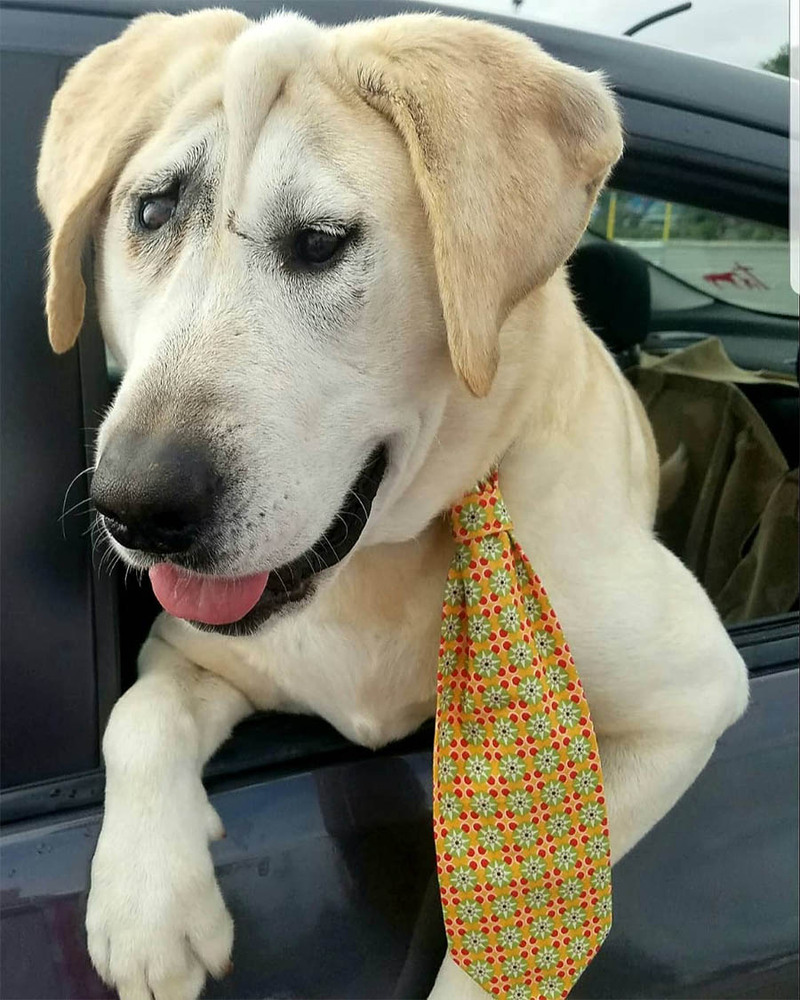 Ce chien a été rejeté à plusieurs reprises en raison de son apparence, jusqu'à ce qu'une femme l'adopte enfin !