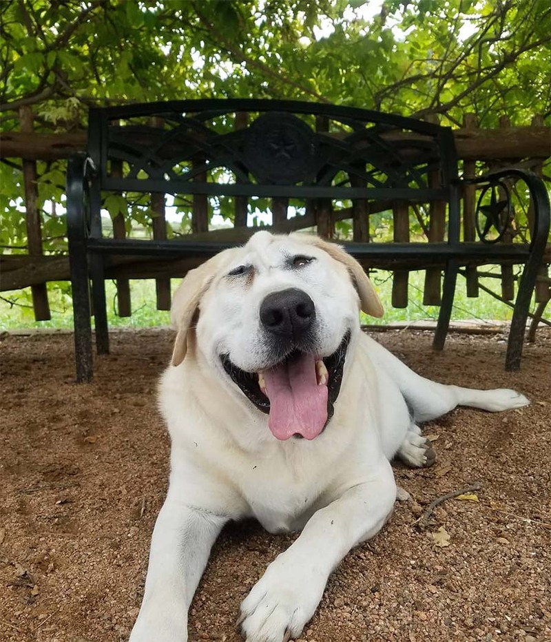 Ce chien a été rejeté à plusieurs reprises en raison de son apparence, jusqu'à ce qu'une femme l'adopte enfin !