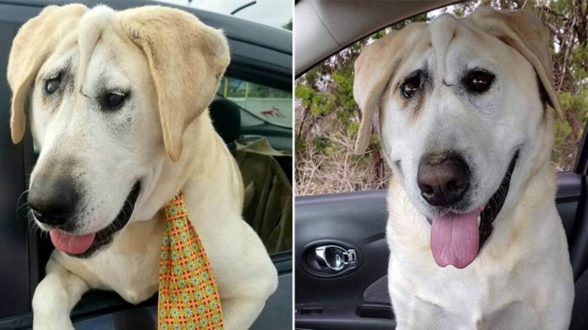 Ce chien a été rejeté à plusieurs reprises en raison de son apparence, jusqu'à ce qu'une femme l'adopte enfin !