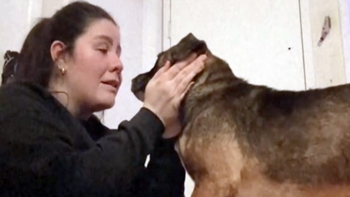 Ce chien apprend que sa famille d’accueil l’adopte, sa réaction est déchirante