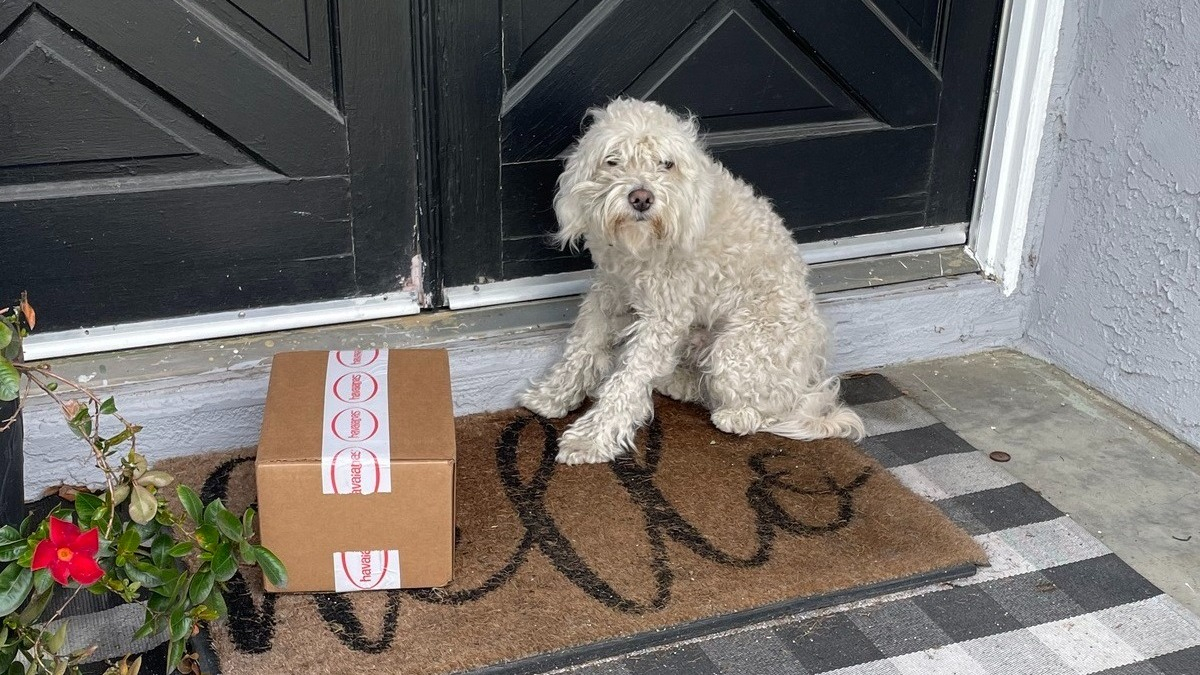 Ce chien errant tente sa chance et se présente à la porte d'entrée de parfaits inconnus !