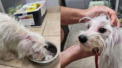 Ce chien est jeté d’un pont haut de 6 mètres, ce pêcheur a une réaction incroyable