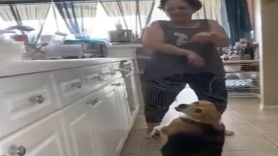 Ce chien est le meilleur danseur au monde, sa danse improvisée devient célèbre sur la Toile