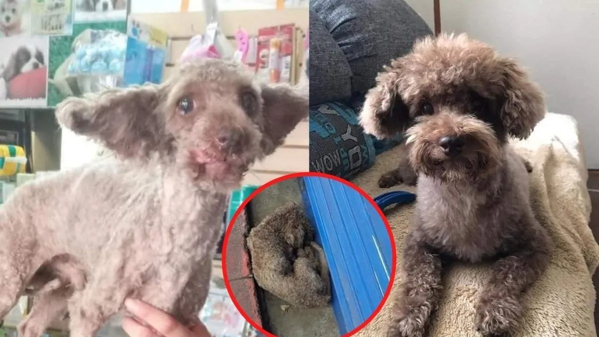 Ce chien était sur le point de mourir, mais des sauveteurs sont arrivés pour changer sa vie !