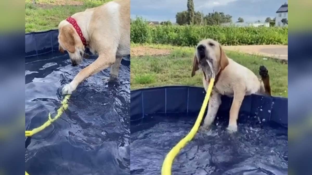 Ce chien joue tranquillement dans la piscine puis tout bascule en quelques secondes