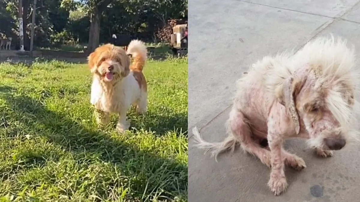 Ce chien maltraité et abandonné va voir sa vie basculer pour toujours !