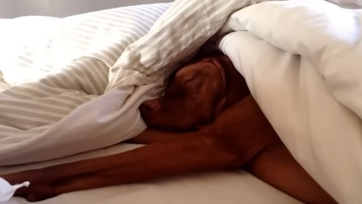 Ce chien n’aime pas se lever le matin, sa réaction est hilarante lorsque le réveil sonne