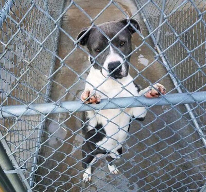 Cette chienne Pitbull d'un refuge demande de l'aide !