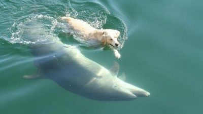 Ce chien plonge chaque jour dans la mer pour nager avec un dauphin, incroyable !