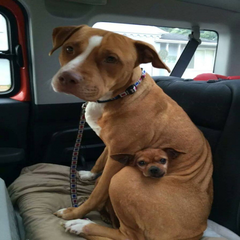 Ce chien refuse catégoriquement d'être adopté sans son meilleur ami !