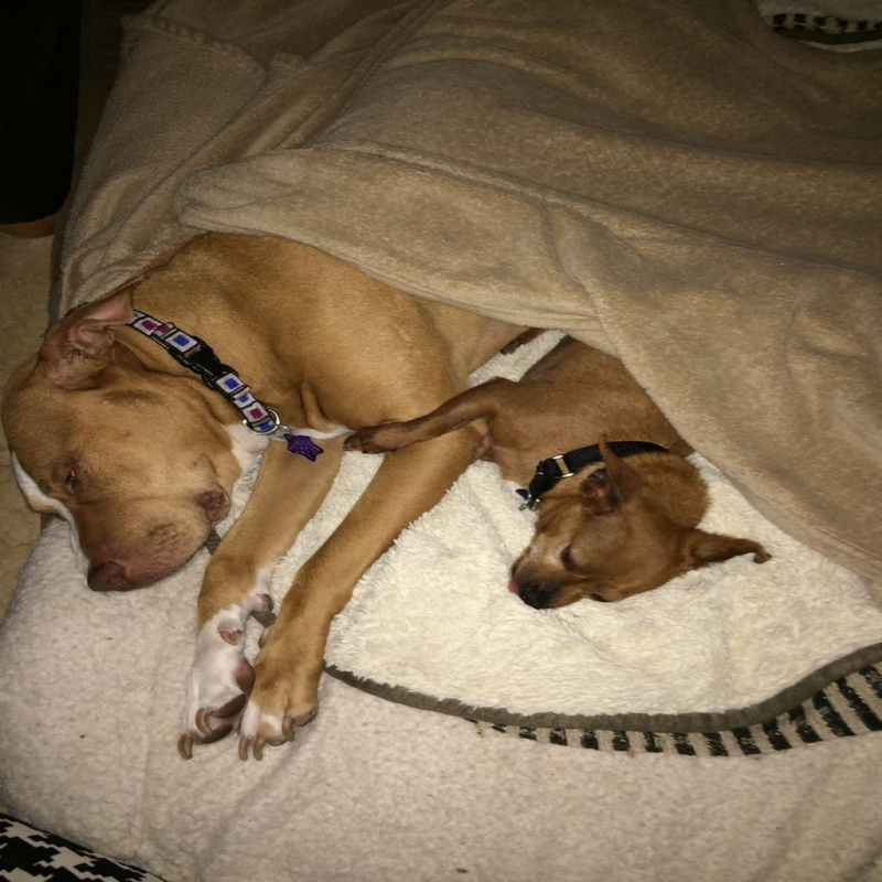 Ce chien refuse catégoriquement d'être adopté sans son meilleur ami !