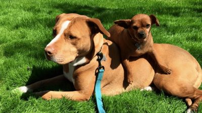 Ce chien refuse catégoriquement d'être adopté sans son meilleur ami !